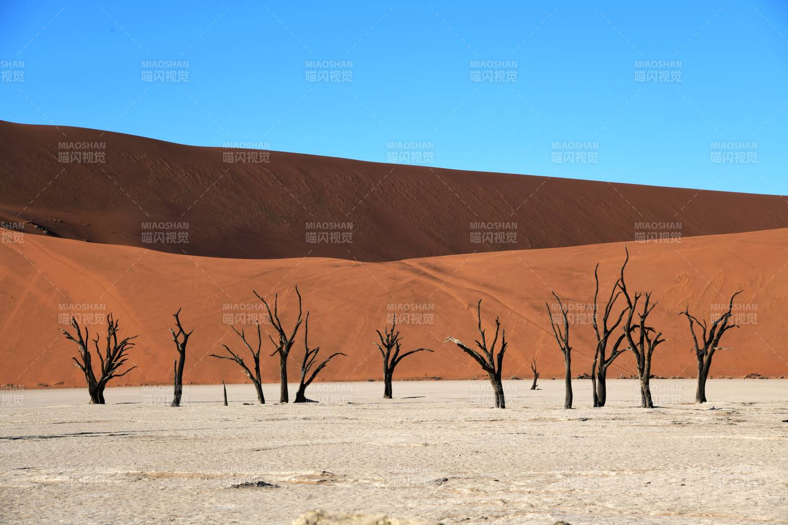纳米比亚沙漠中的枯树与沙丘图片