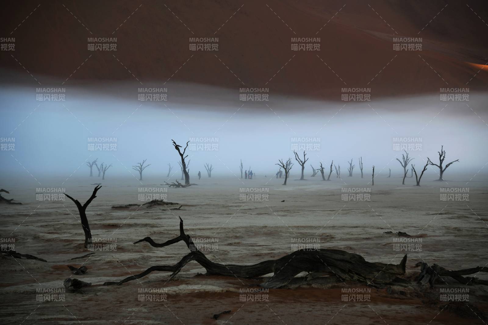 纳米比亚沙漠中的枯树与雾气图片