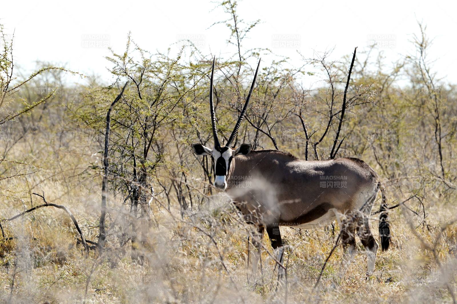 非洲大羚羊图片