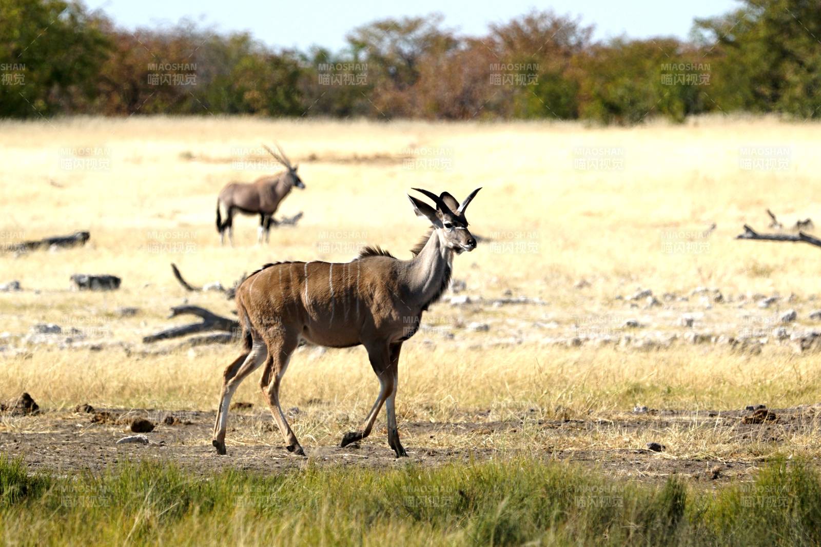 草原上的羚羊漫步图片