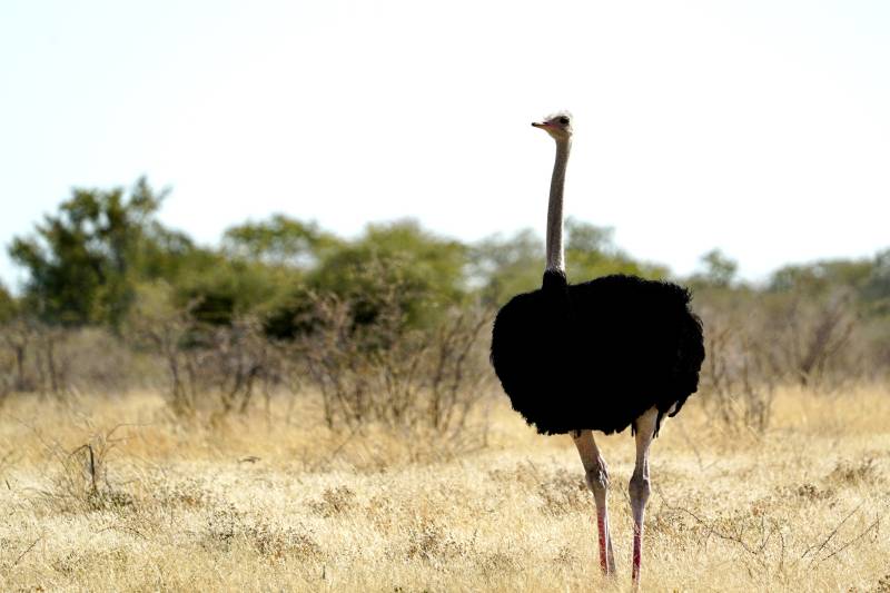 草原上的鸵鸟图片
