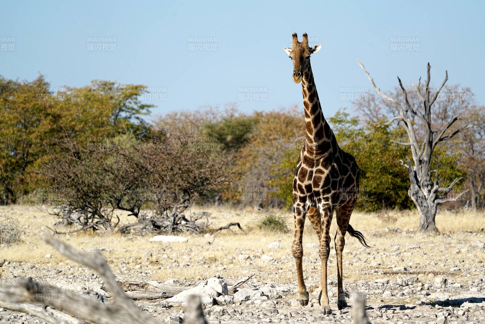 草原上的长颈鹿图片