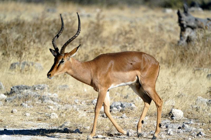 草原上的羚羊漫步图片
