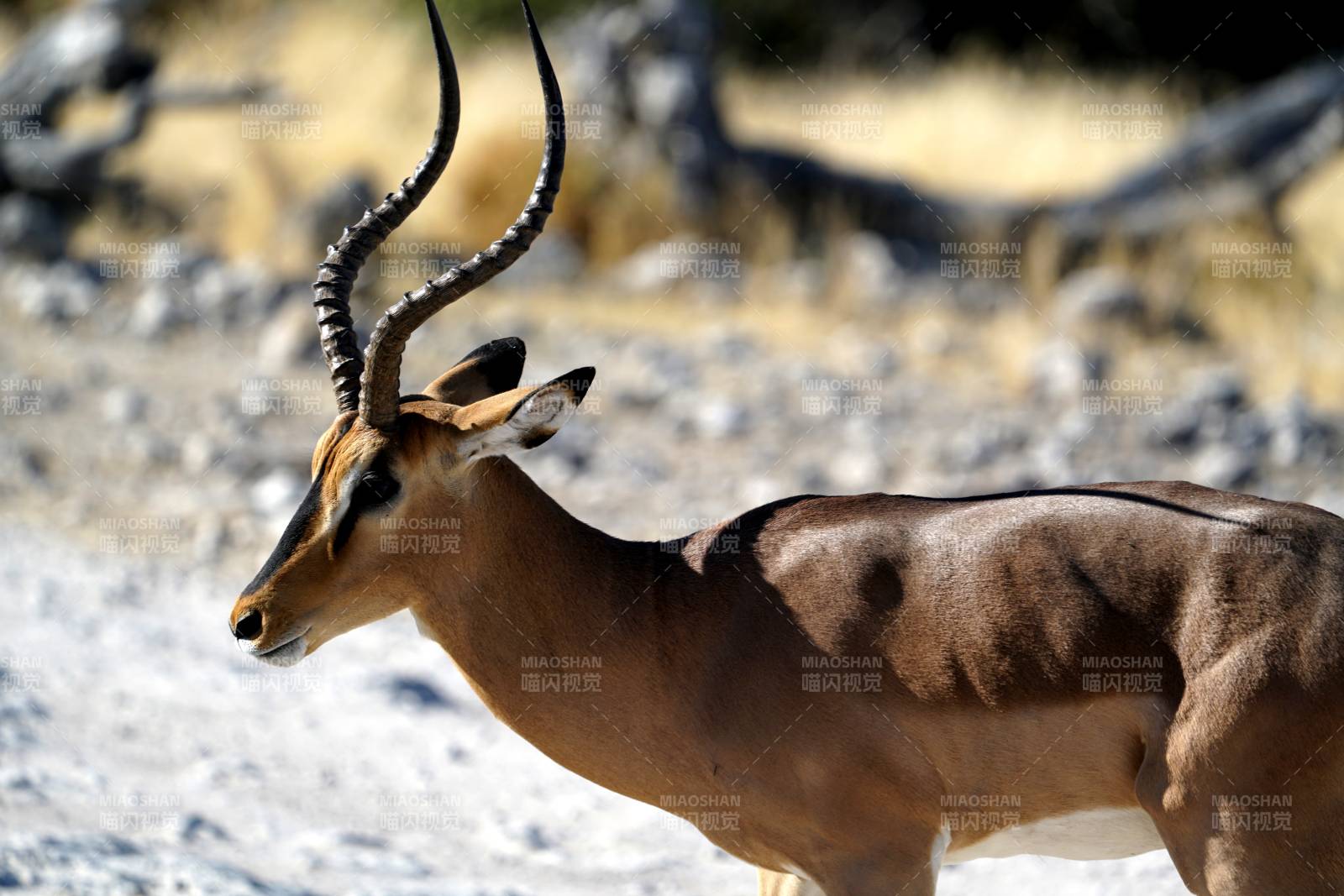 羚羊在草原上的侧影图片