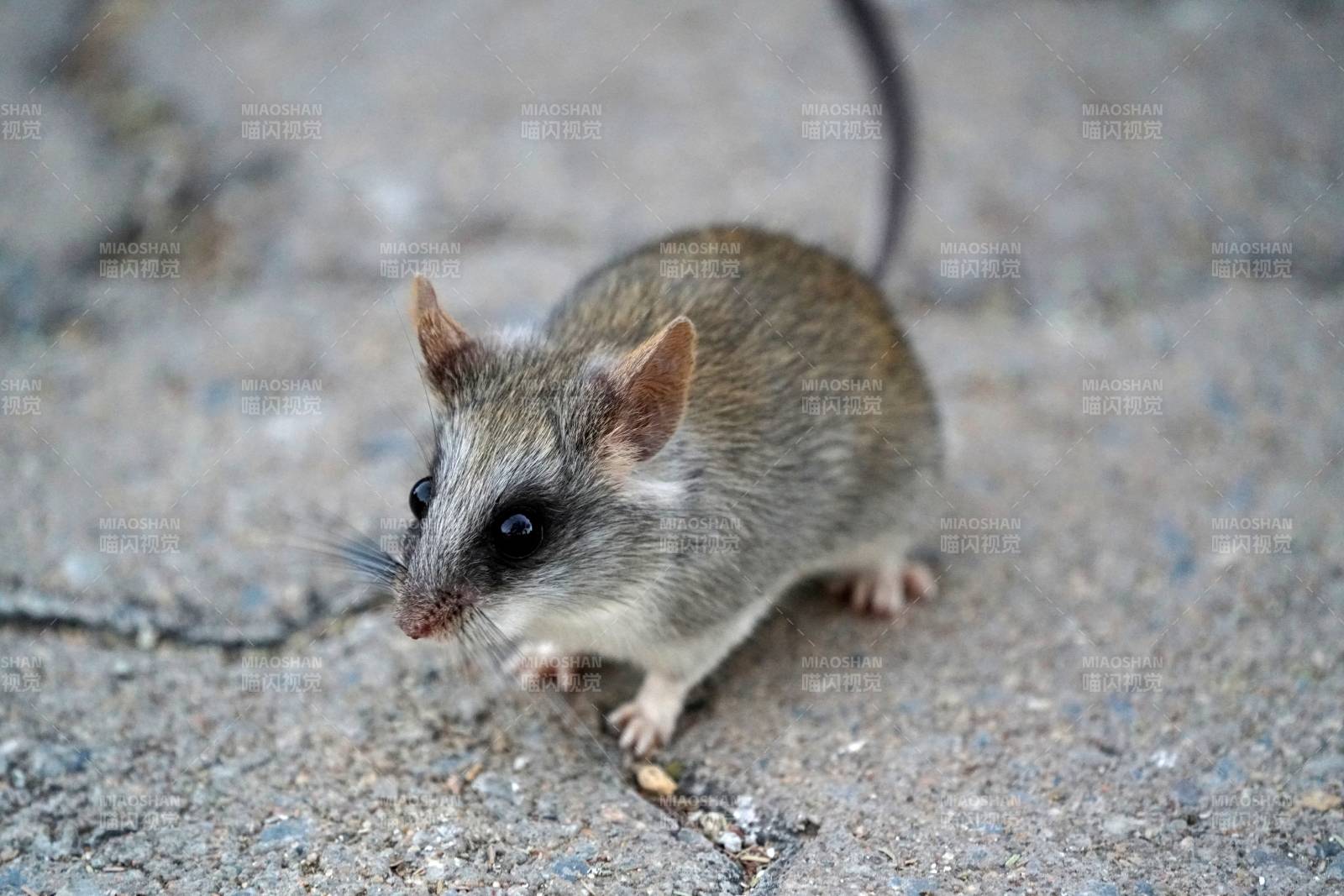 小鼠在地面上探索图片