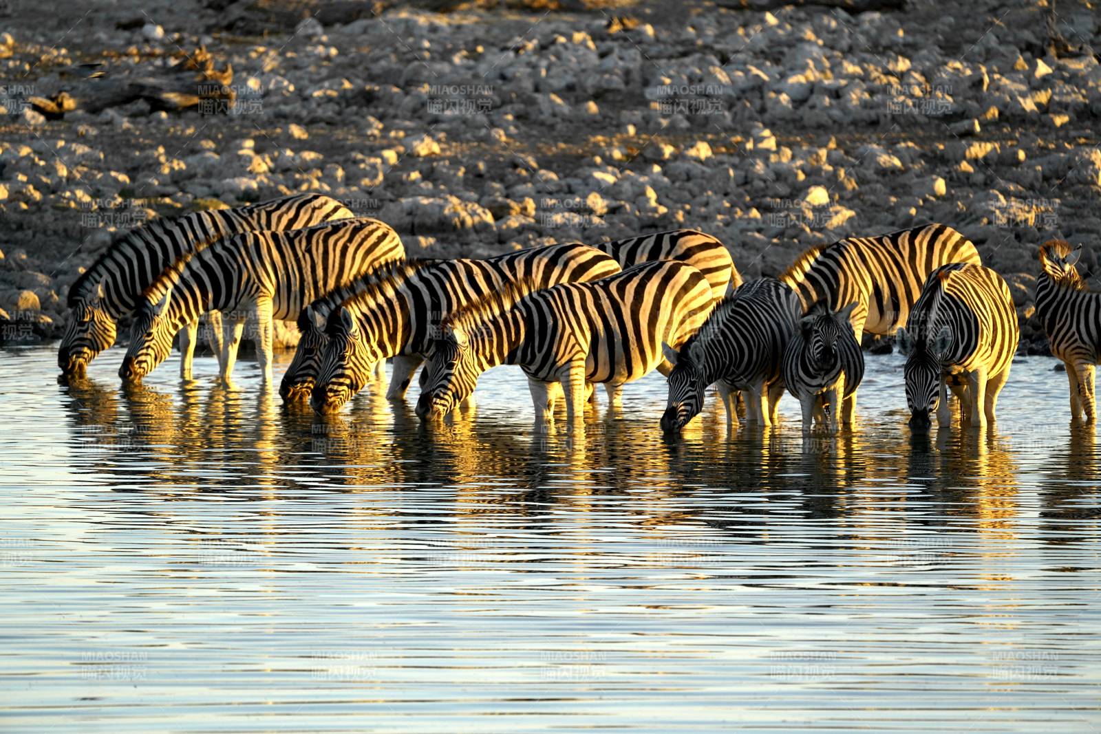 纳米比亚斑马群在水边饮水图片