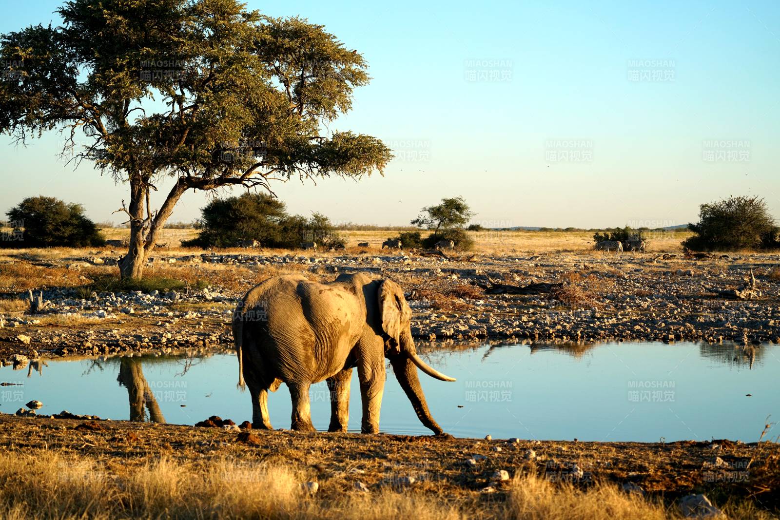 纳米比亚草原上的大象饮水图片