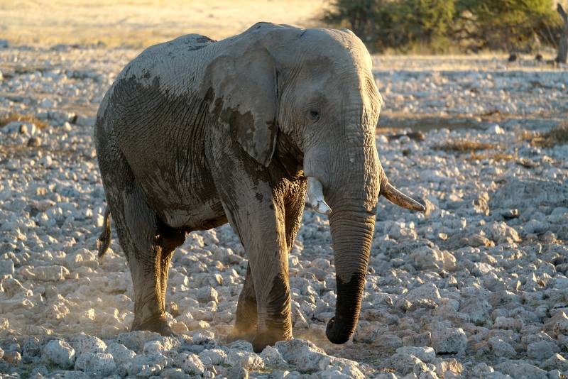 沙漠中的大象漫步图片