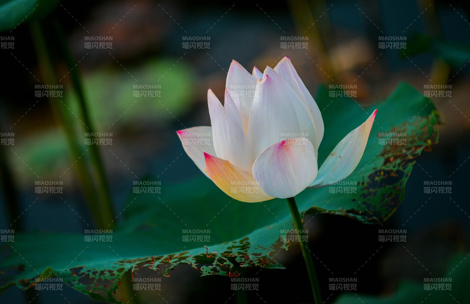 静谧池塘中的莲花绽放图片