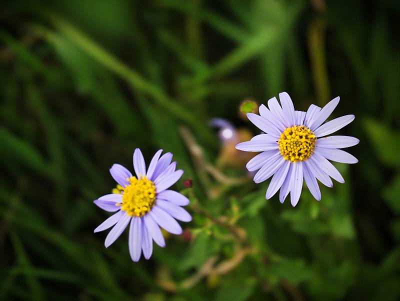 紫色小花在绿叶中绽放图片