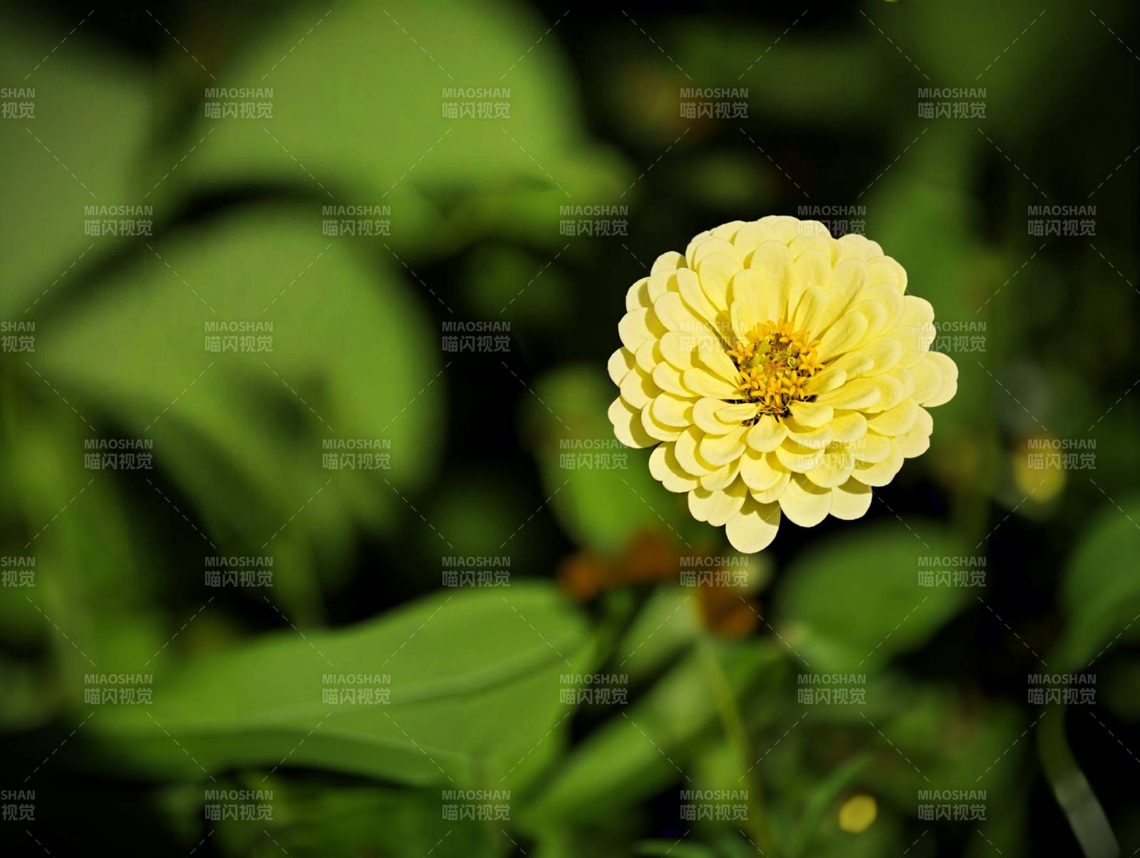 黄色小花在绿叶中绽放图片