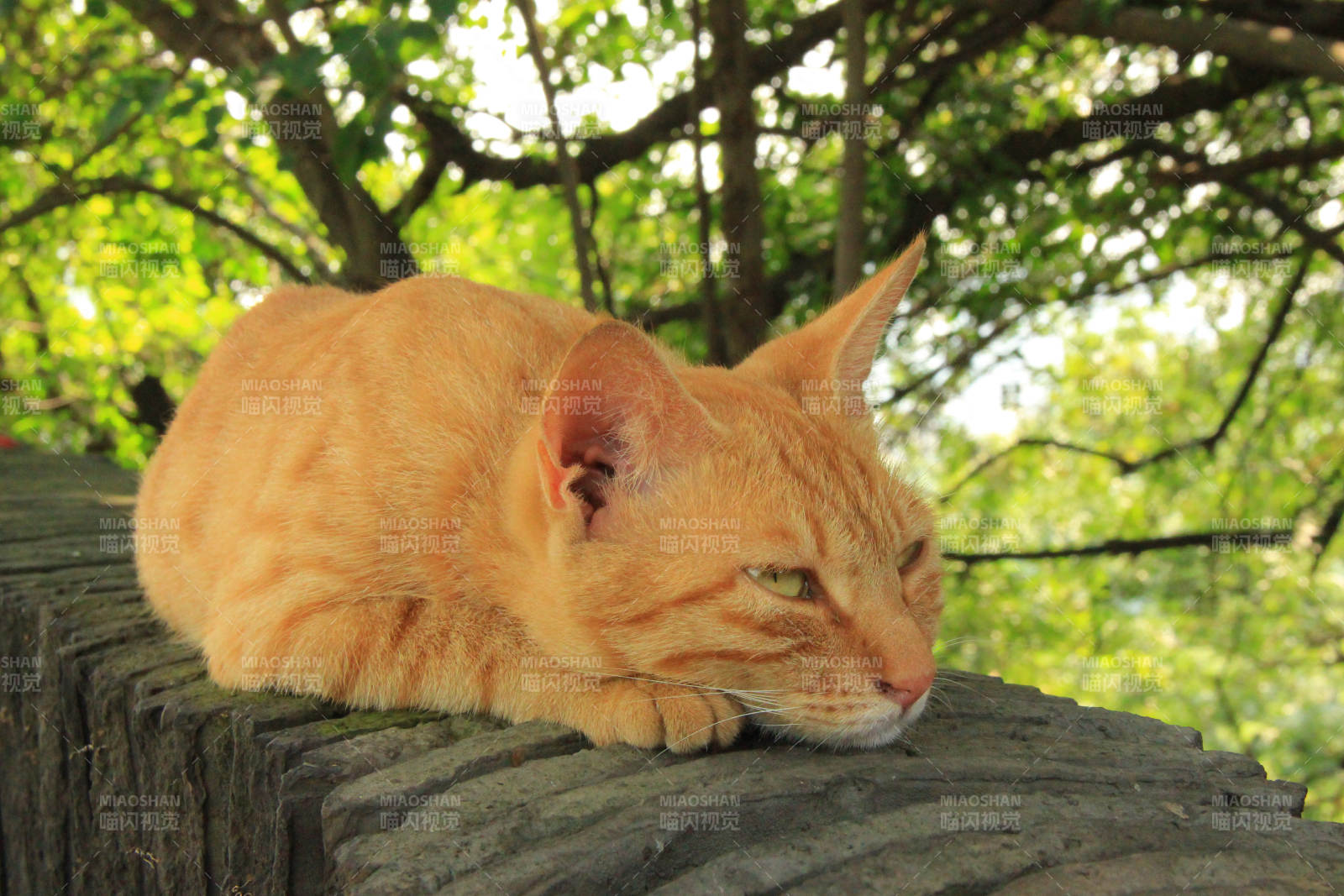 树荫下的橙色猫咪图片