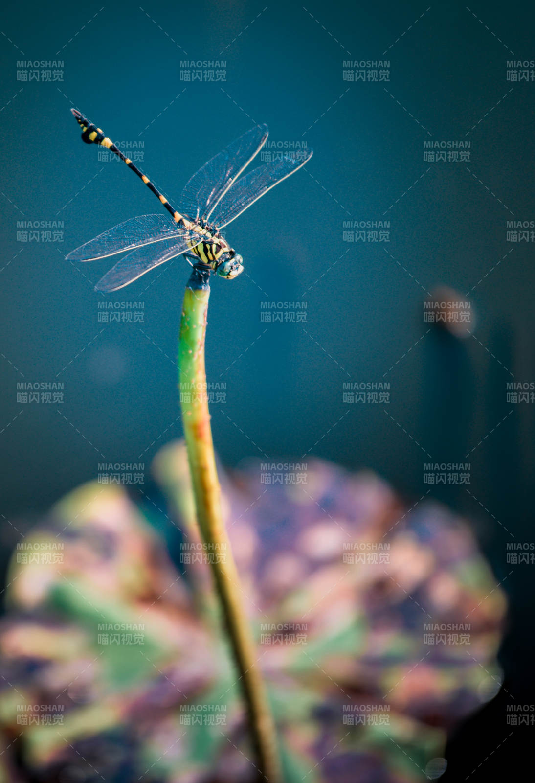 蜻蜓栖息绿茎上图片