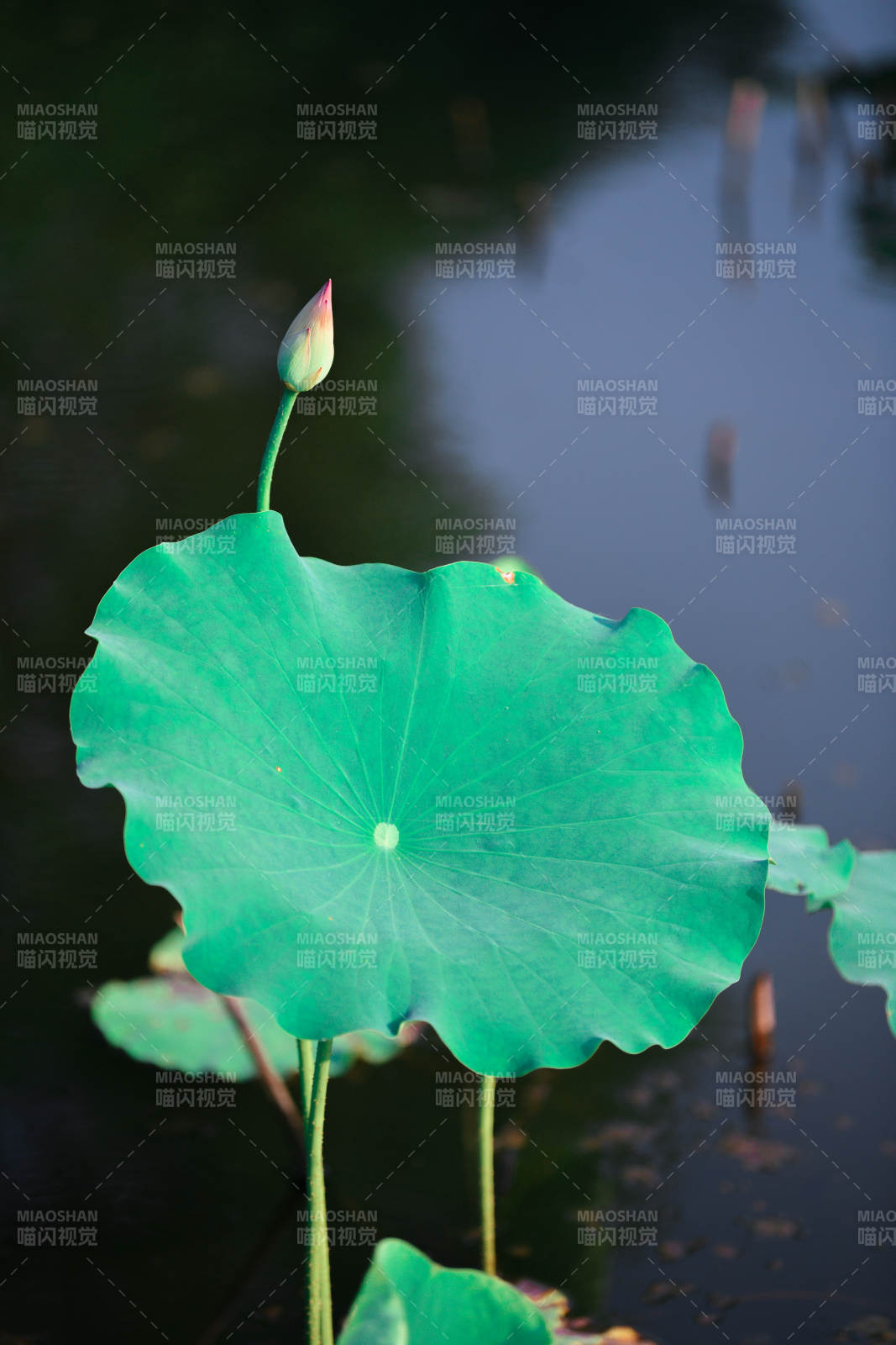 荷叶与花蕾静谧水面图片