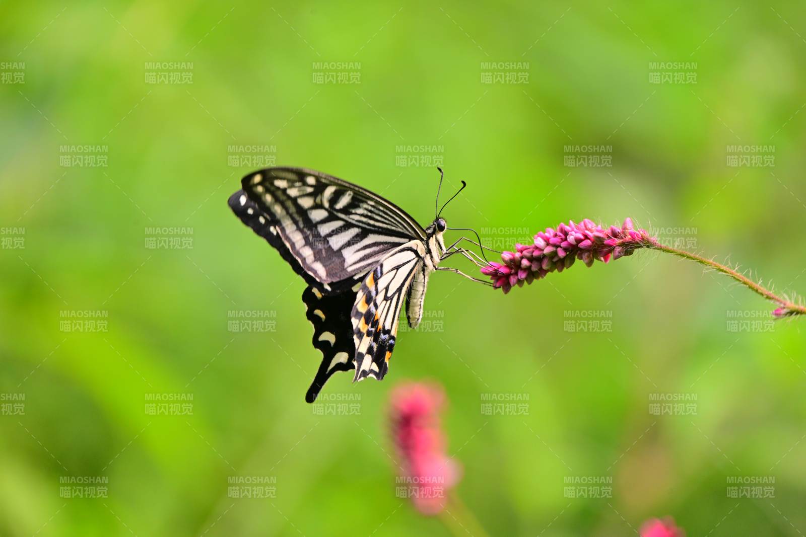 蝴蝶停驻花间 翩翩起舞图片