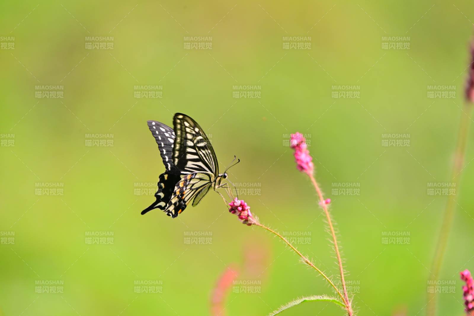 蝴蝶停驻花间 翩翩起舞图片