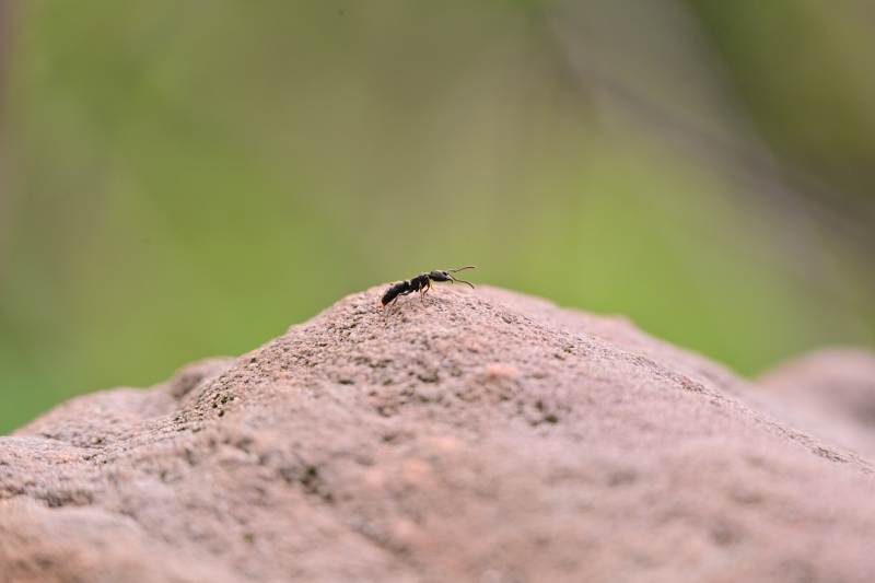 岩石上的蚂蚁特写图片