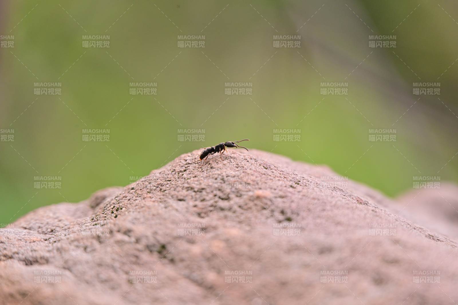岩石上的蚂蚁特写图片