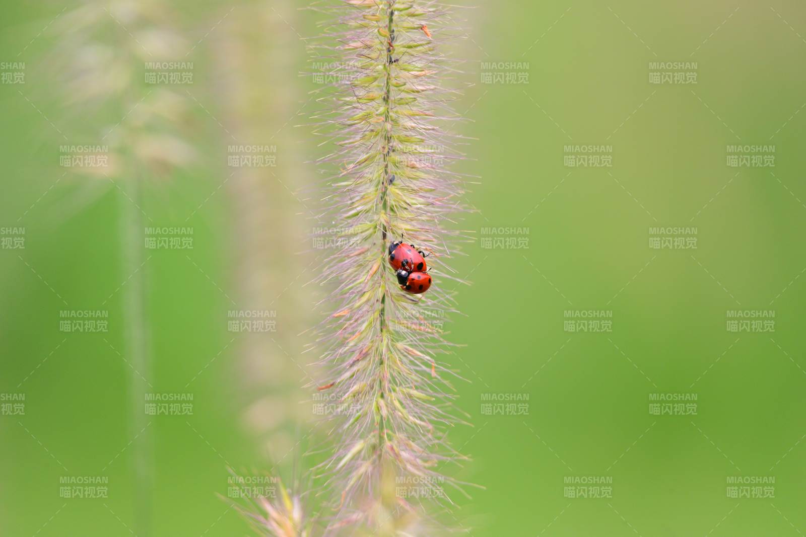 草尖上的小红瓢虫图片