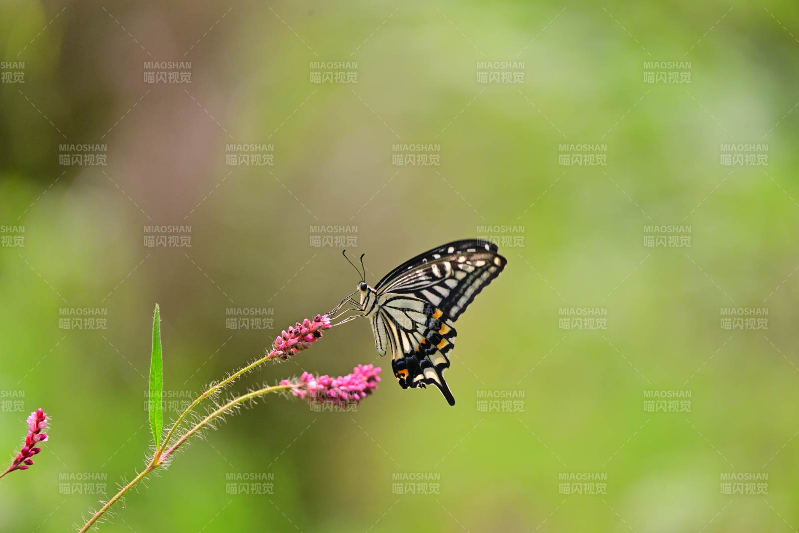 蝴蝶停驻花间 翩翩起舞图片