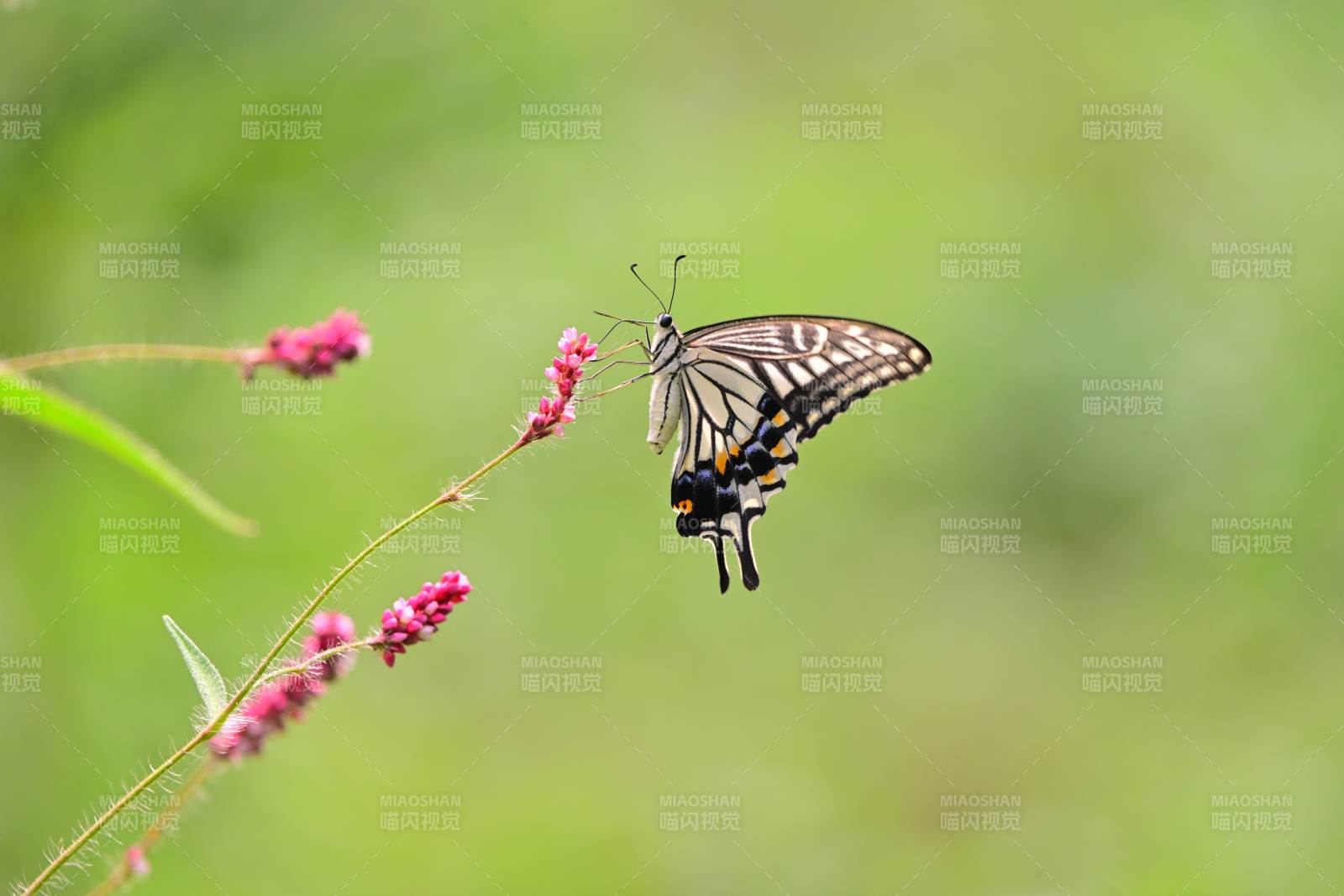 蝴蝶停驻花枝间图片