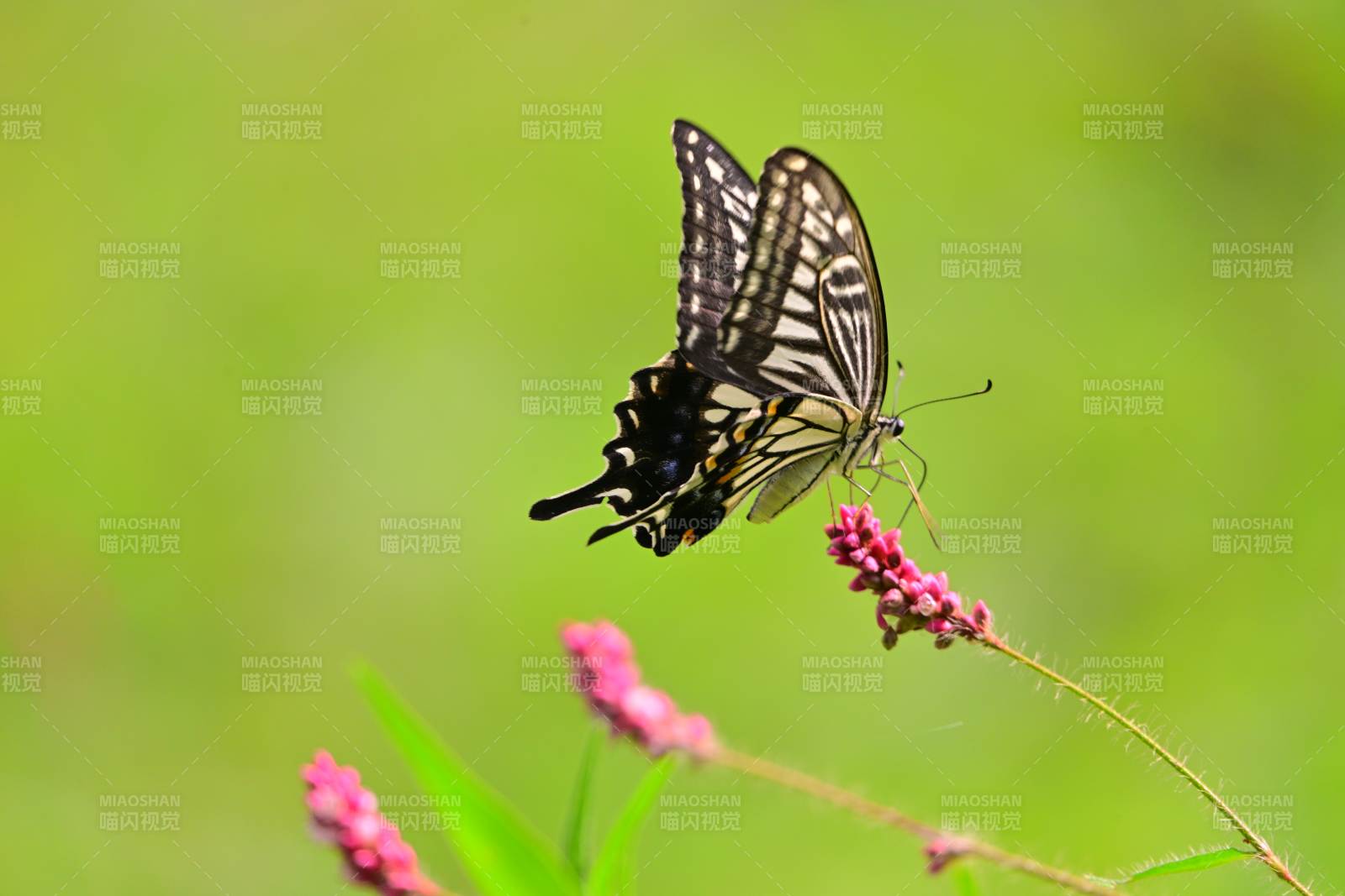 蝴蝶停驻花间 翩翩起舞图片