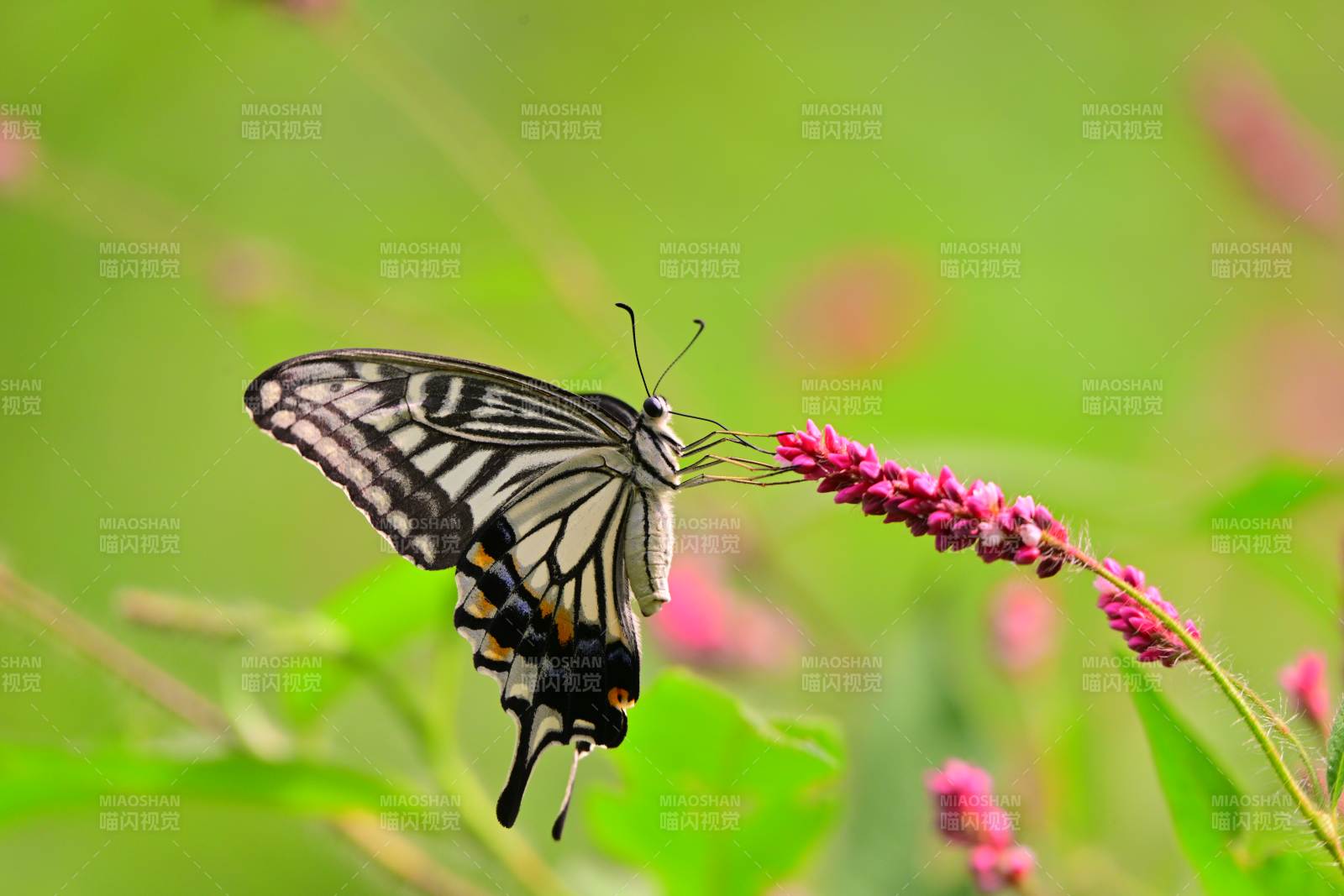 蝴蝶停驻花枝间图片
