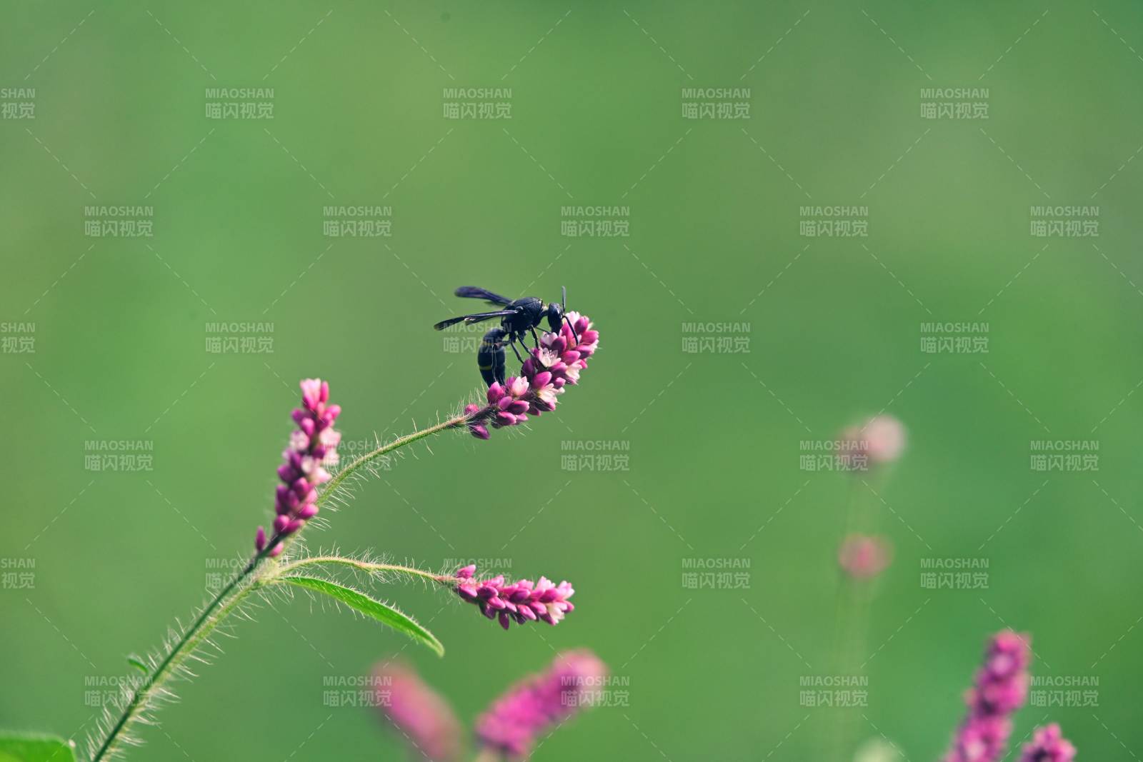 蜜蜂采蜜花间舞图片