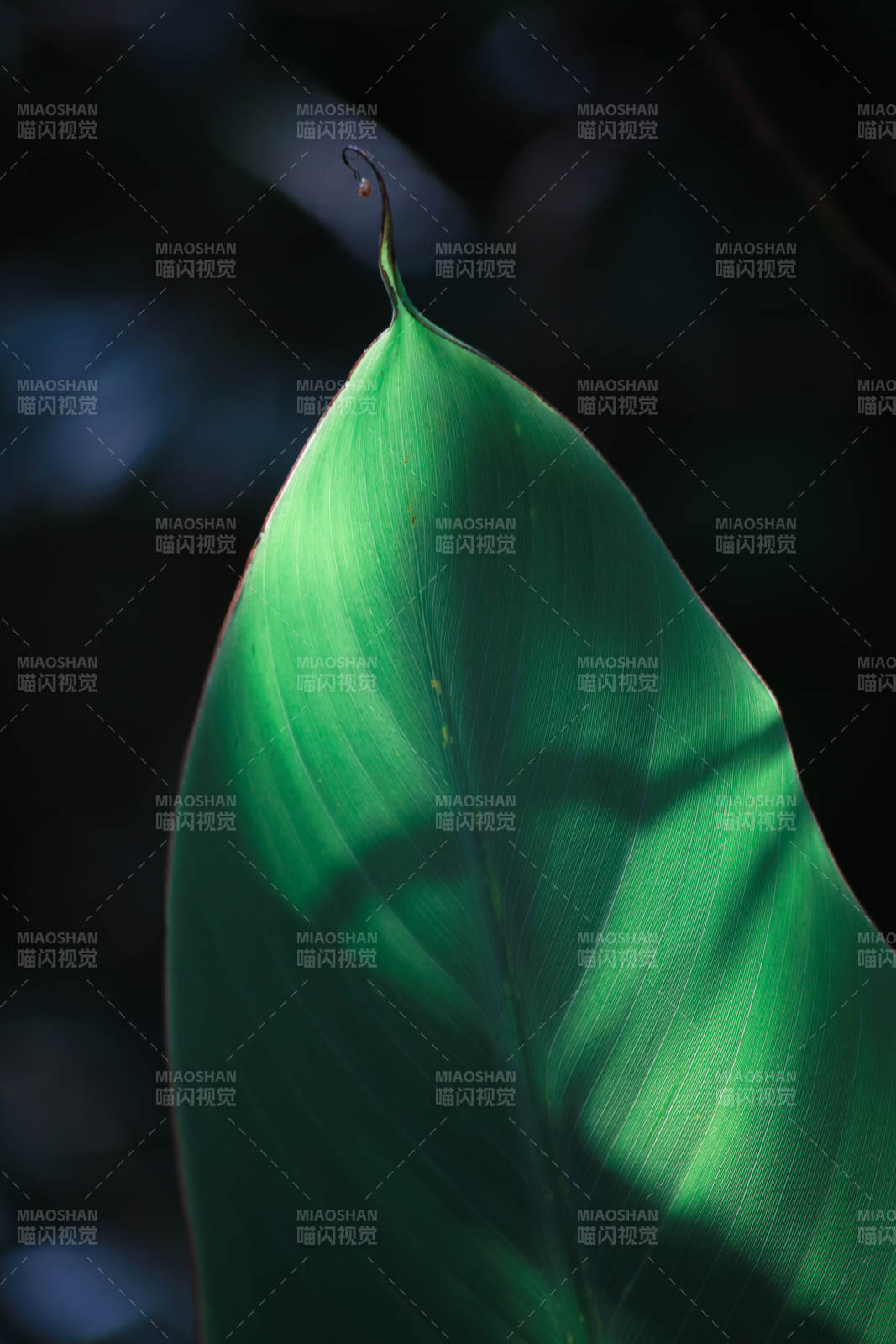 光影下的绿叶特写图片