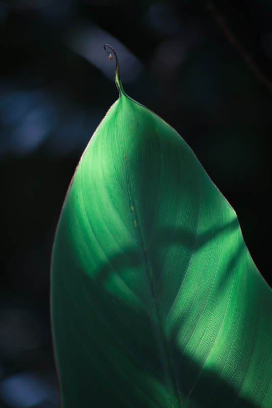 光影下的绿叶特写图片