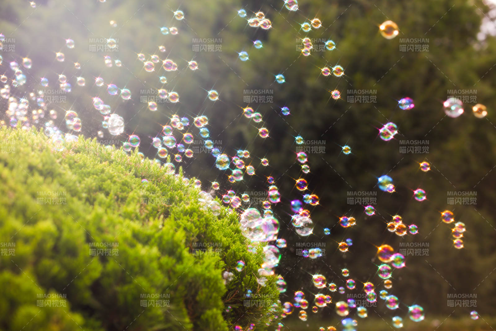 阳光下的泡泡森林图片