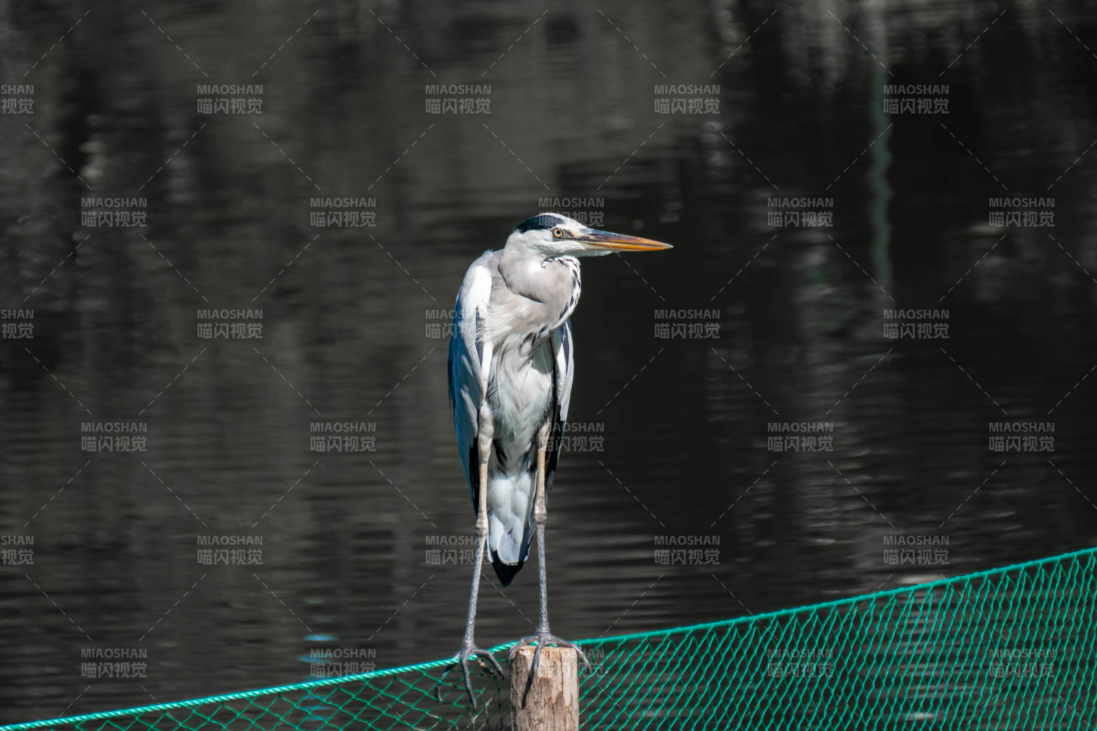 静立水边的苍鹭图片