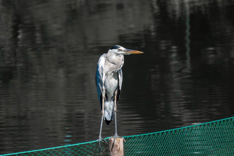 静立水边的苍鹭图片