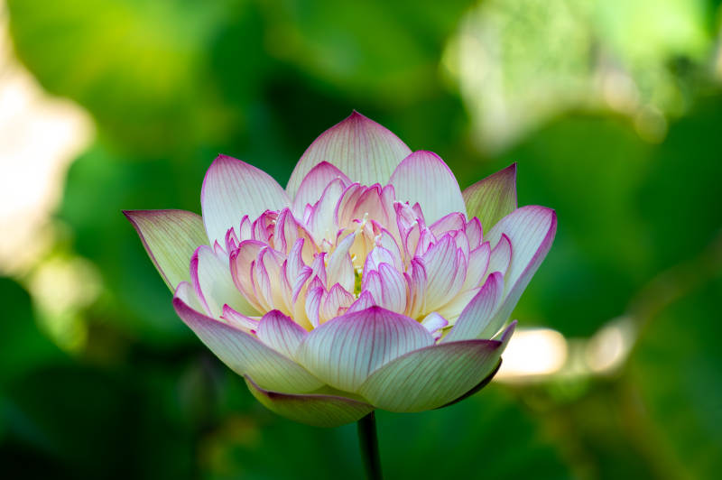 粉色莲花绽放于绿叶间图片