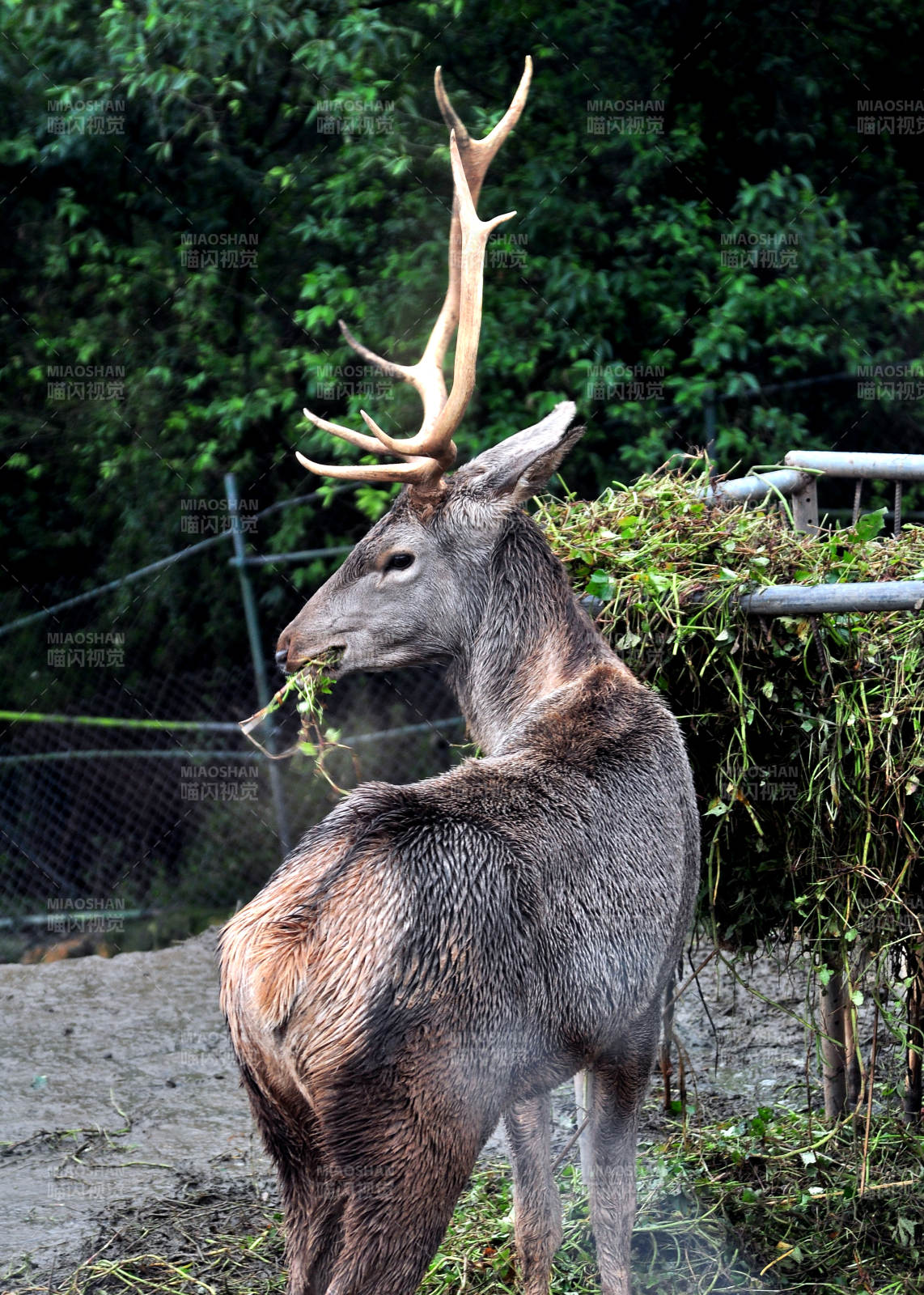 鹿角雄鹿正在进食草料图片