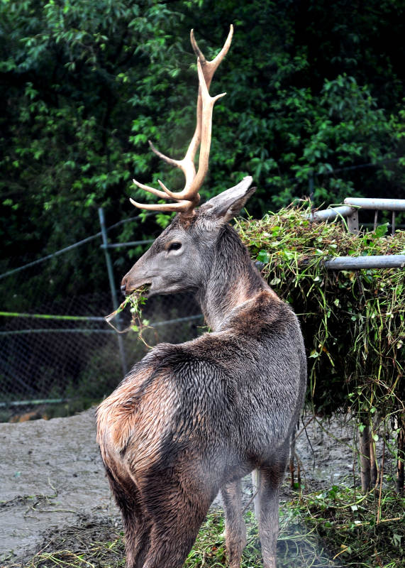 鹿角雄鹿正在进食草料图片