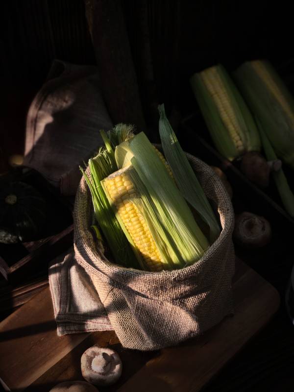 秋日丰收的玉米图片