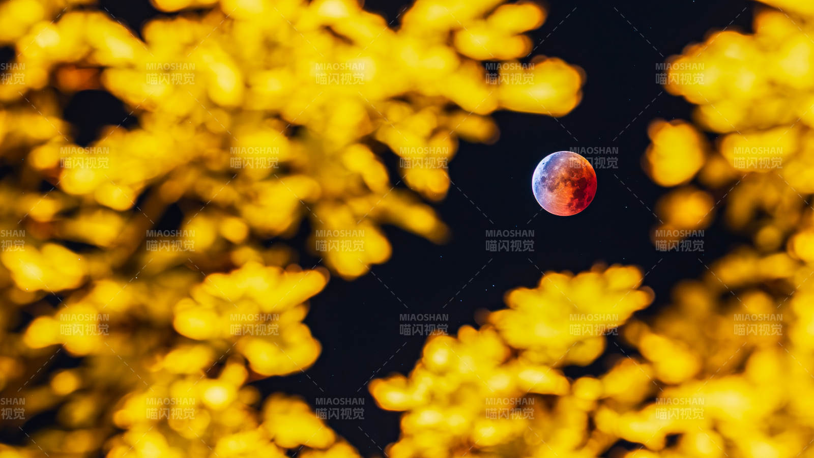 秋夜红月映金叶图片