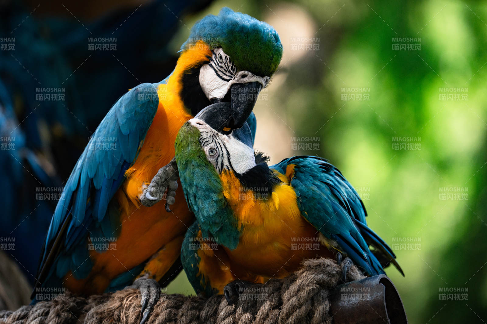 蓝黄金刚鹦鹉亲密互动图片