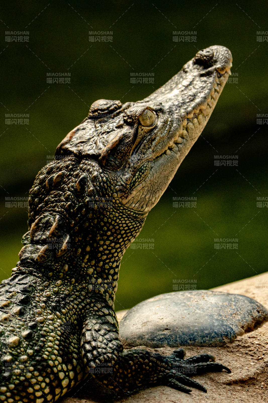 鳄鱼的威严姿态图片