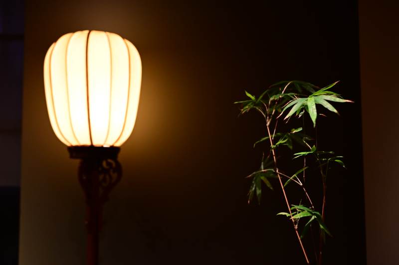 暖光灯下的绿植影子图片