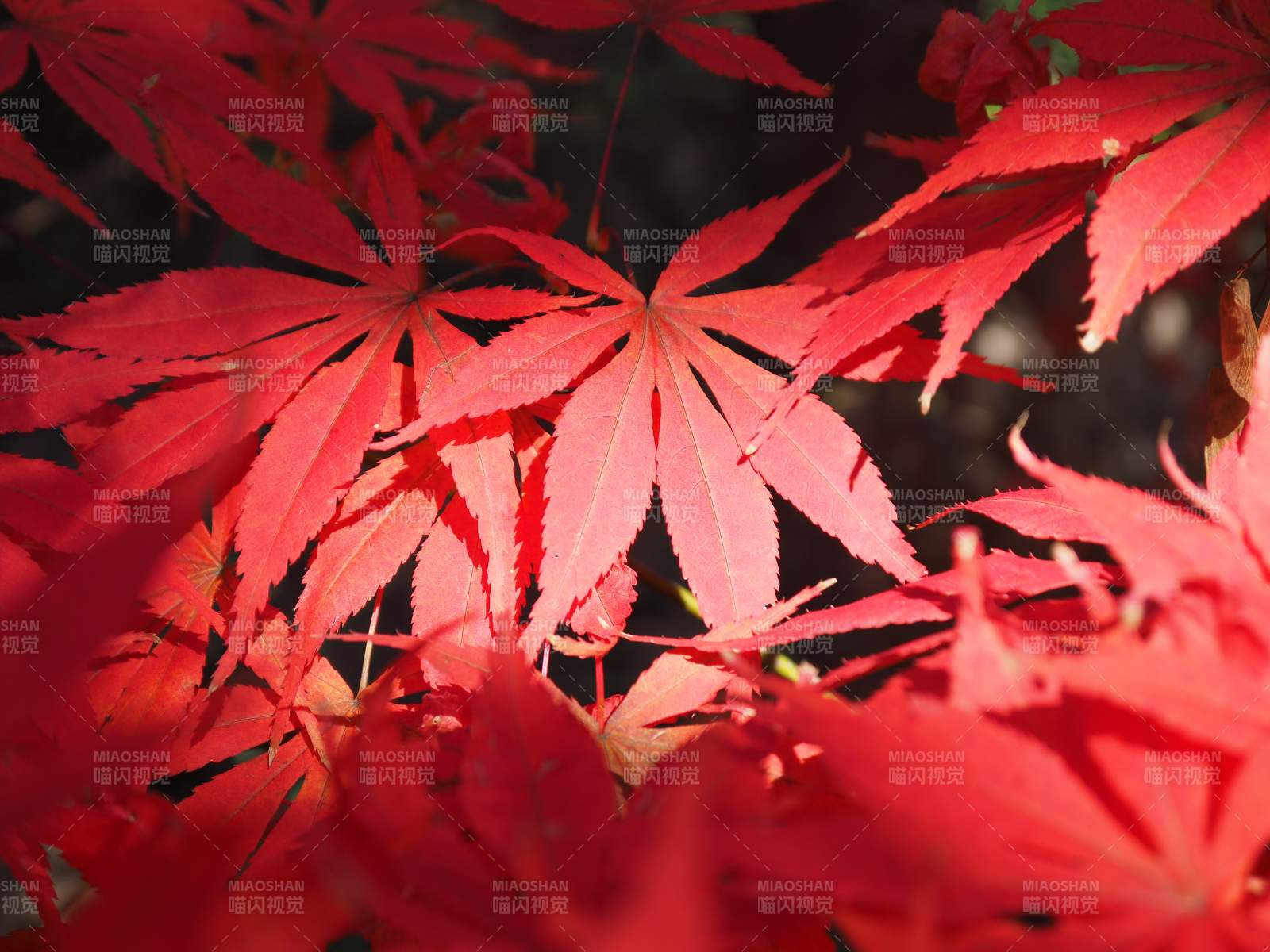 秋日红叶映阳光图片