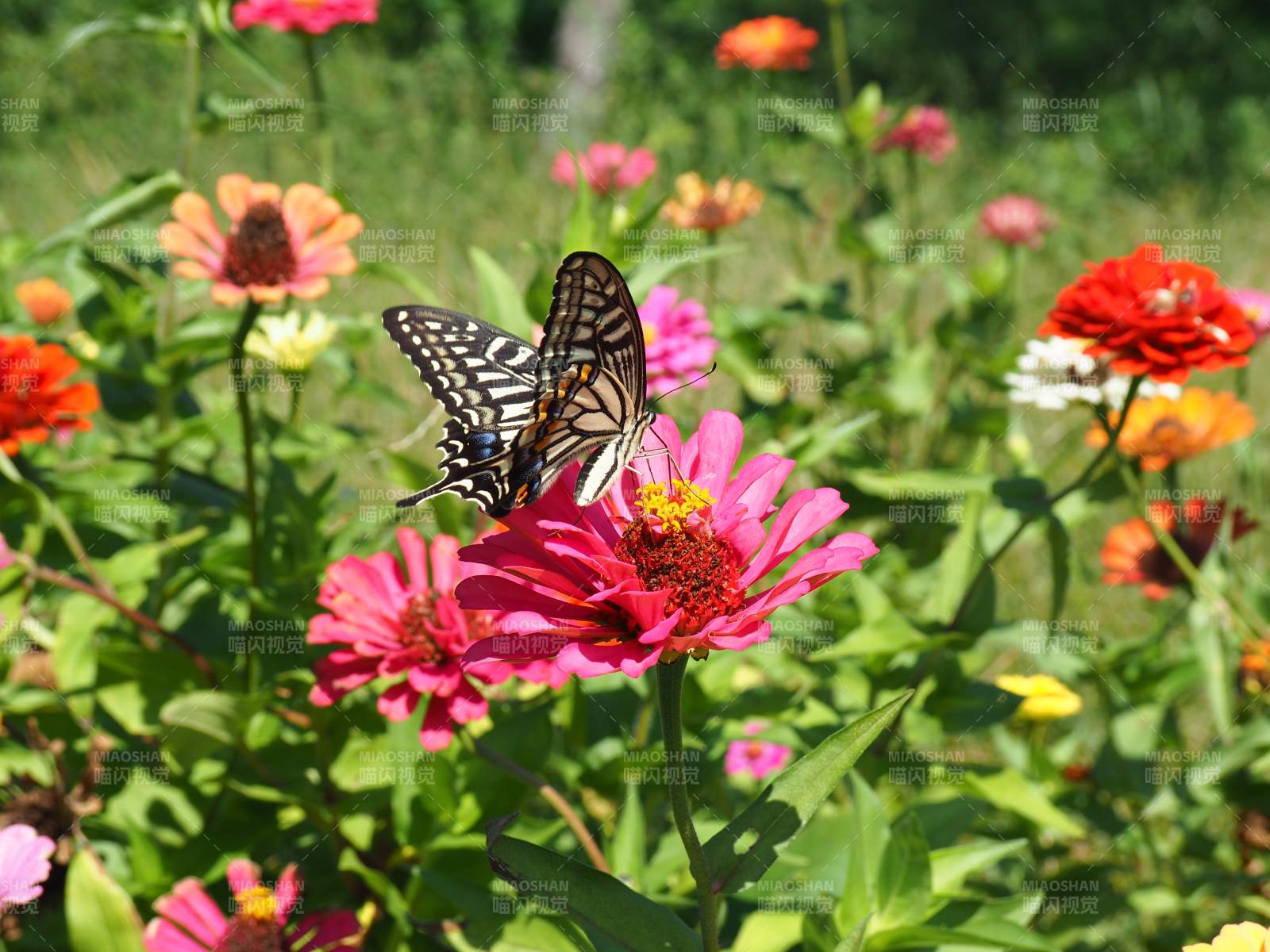 蝴蝶停驻粉花间图片