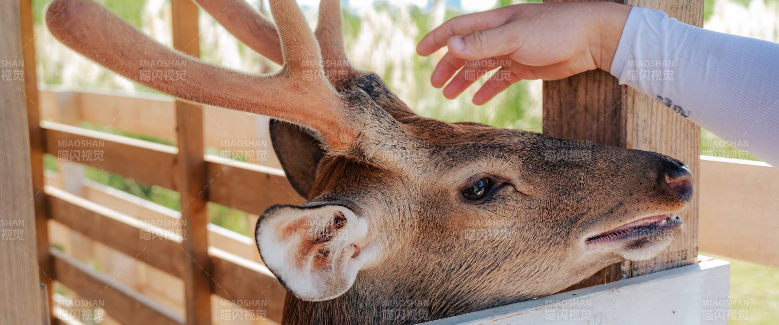 人与鹿的亲密互动瞬间图片