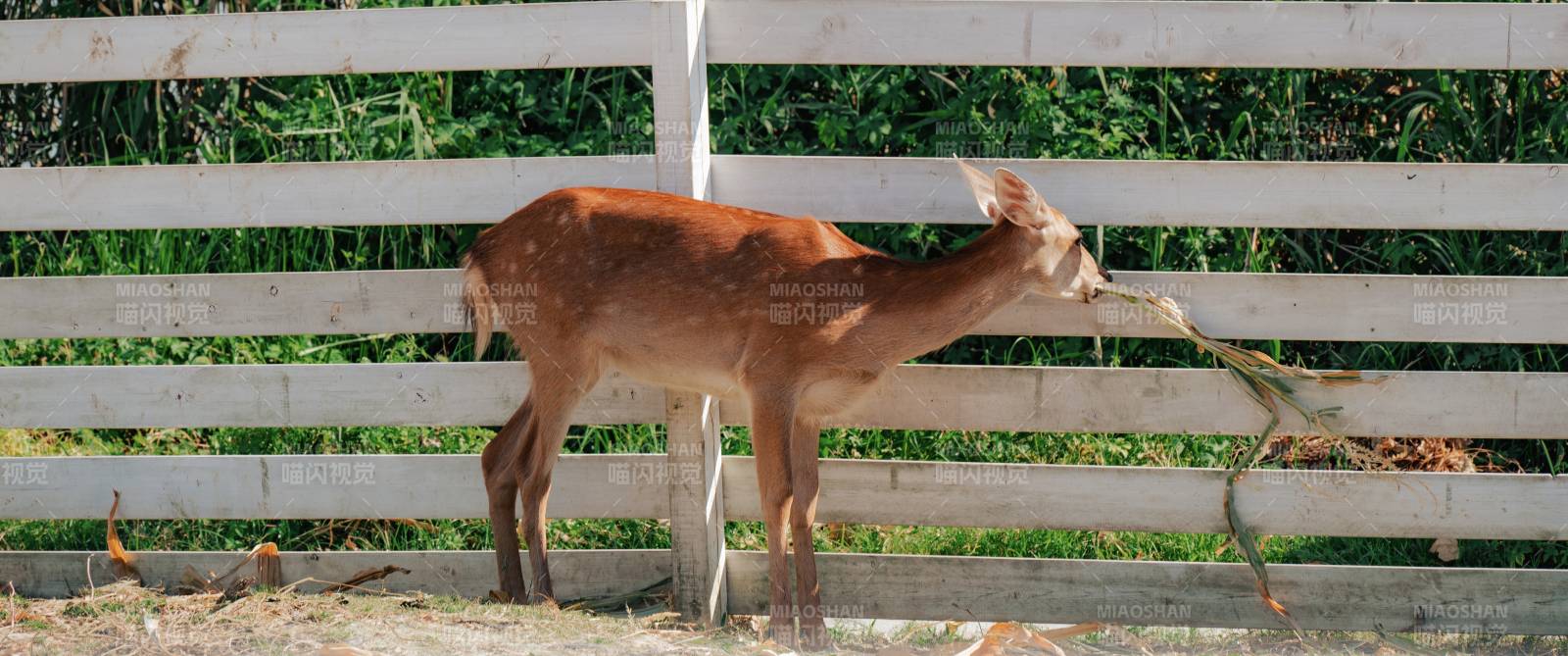 围栏边的梅花鹿在吃树枝图片