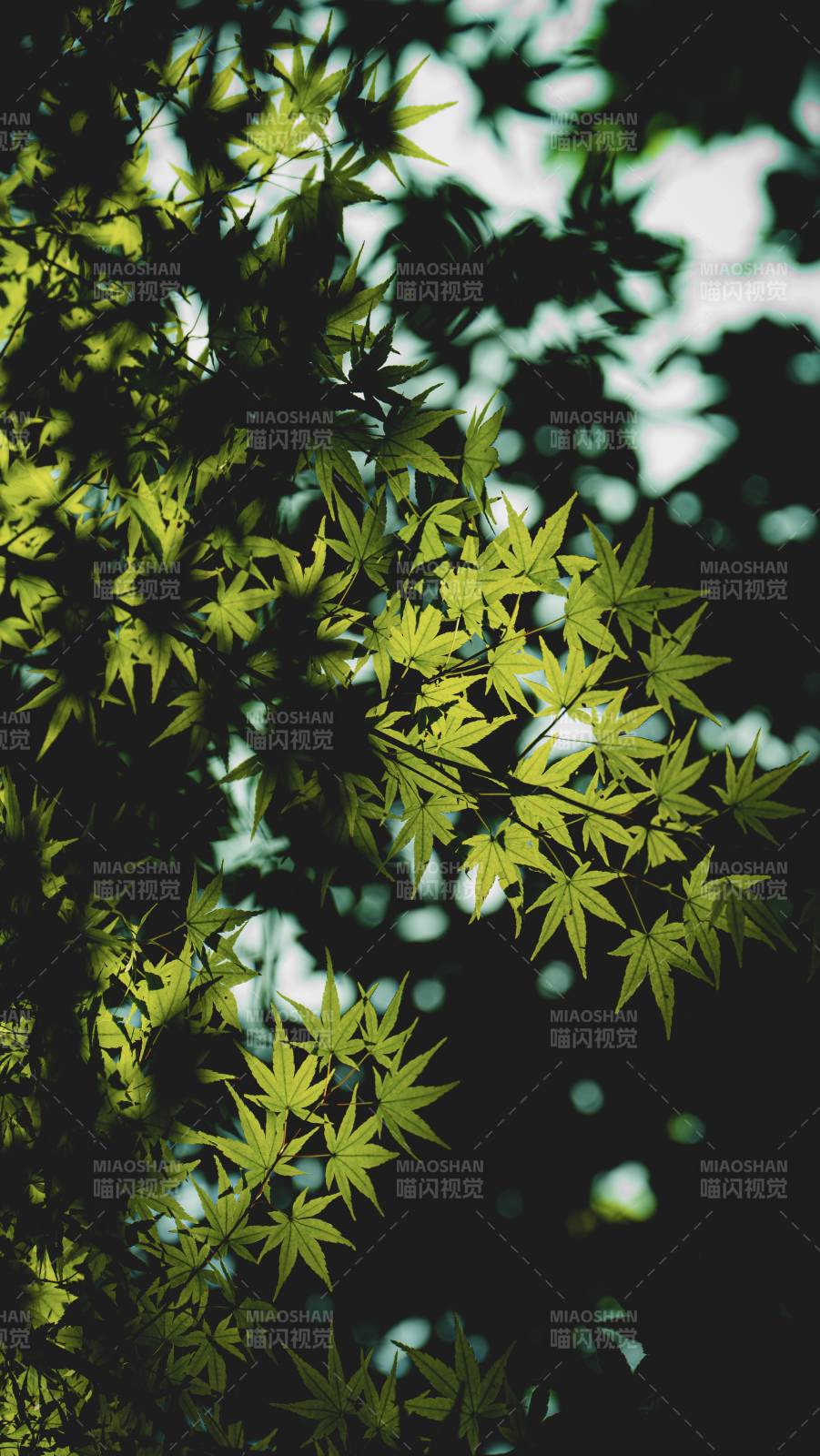 绿叶映光 自然之美图片