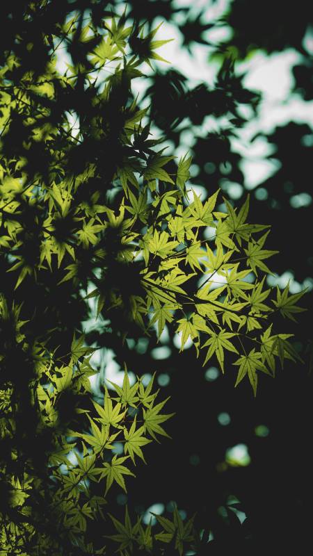 绿叶映光 自然之美图片