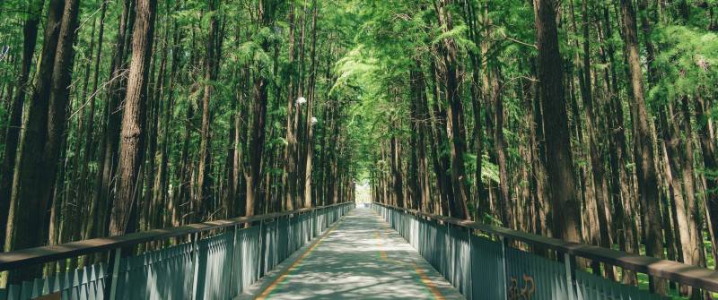 林间小径 绿意盎然——青山湖水上森林图片