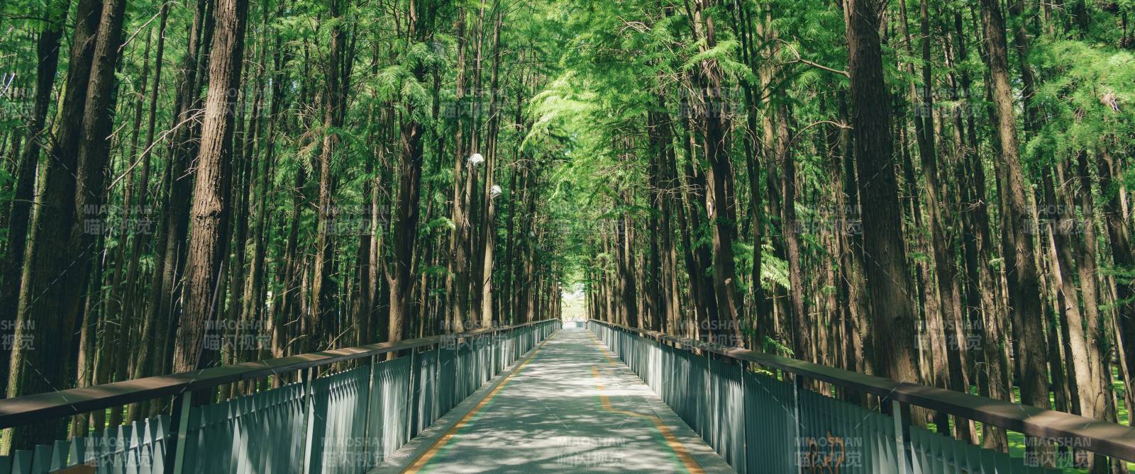 林间小径 绿意盎然——青山湖水上森林图片