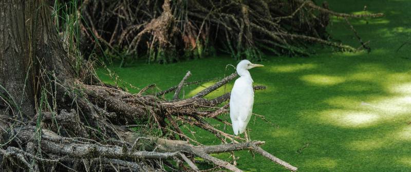 白鹭栖息于树干之上图片